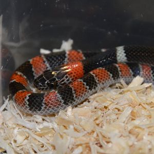 Amazon false coral snake (Oxyrhopus rhombifer inaequifasciatus)