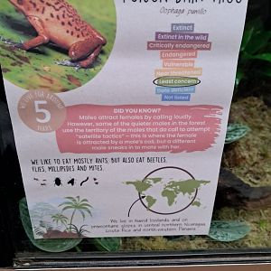 Strawberry Poison Dart Frog temporary signage- 22/2/2024