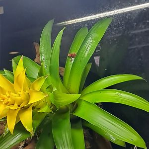 Strawberry Poison Dart Frog- 22/2/2024