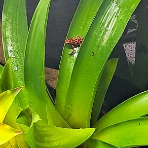 Strawberry Poison Dart Frog- slightly closer up- 22/2/2024