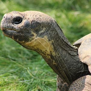 Giant Tortoise at the Saint Louis Zoo