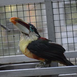 Curl-crested aracari