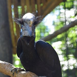 Black-casqued hornbill