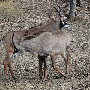 Roan antelope