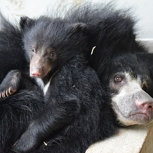 Sloth bears - March 2019