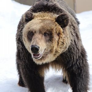 Ussuri brown bear (Ursus arctos lasiotus)