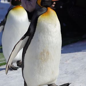 King penguin (Aptenodytes patagonicus)
