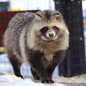Hokkaido raccoon dog (Nyctereutes procyonoides albus)