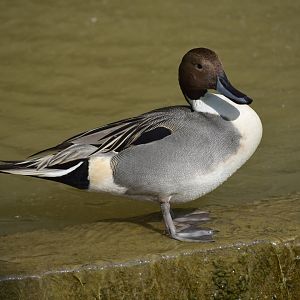 Northern pintail