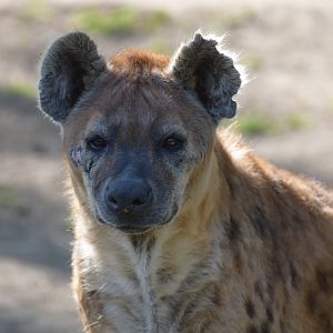 Spotted hyena