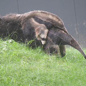 Giant anteater