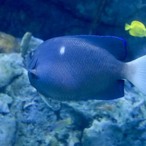 Clipperton Angelfish (Holacanthus limbaughi)
