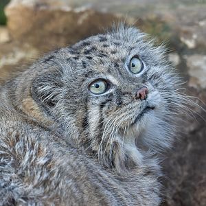 Pallas's cat (m), Tull, CWP, UK