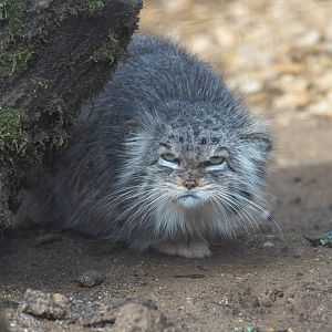 Pallas's cat (f), Penelope, CWP, UK