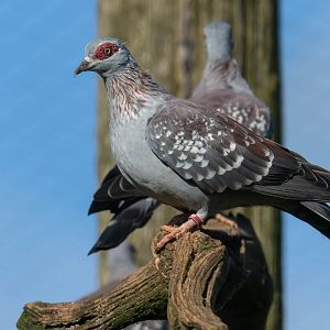 Speckled pigeon, CWP, UK