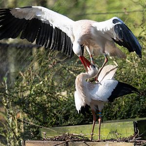 White stork pair, CWP, UK
