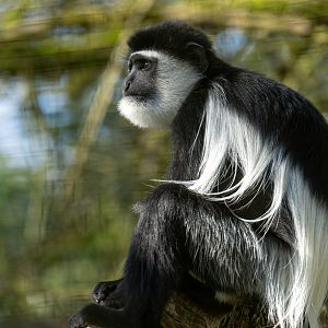 Juvenile Black and White Colobus, CWP, UK