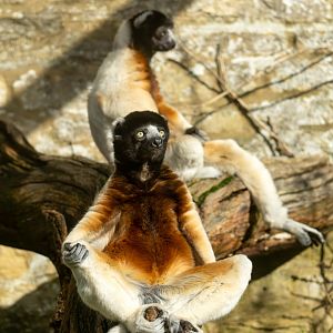Crowned Sifakas, CWP, UK