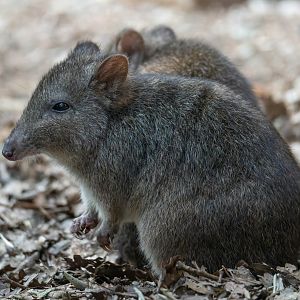 Long Nosed Potoroo, CWP, UK