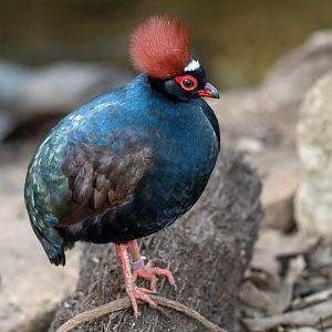Roulroul / Crested Wood Partridge, CWP, UK