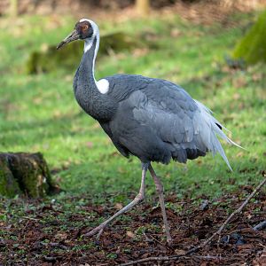 White naped crane, CWP, UK