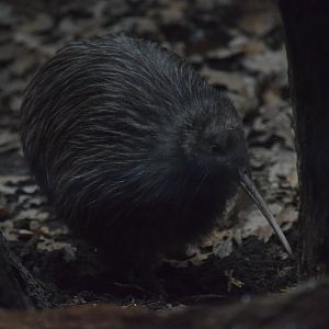 Northern brown kiwi