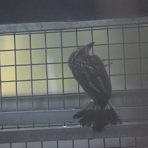 Black-spotted barbet