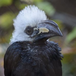 Western long-tailed hornbill