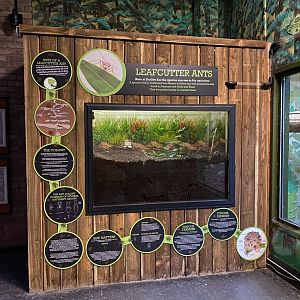 Leafcutter ant display update, Dudley, UK