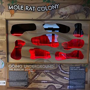 Naked mole rat display, chimp house, UK