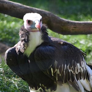 White-headed vulture