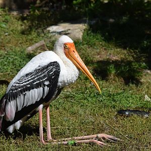 Painted stork