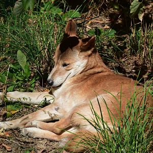 New Guinea singing dog