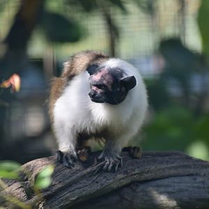 Pied tamarin