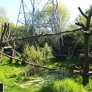 Red panda and Reeves's muntjac exhibit, 2023-04-30
