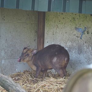 Reeves's muntjac (Muntiacus reevesi), 2023-04-30