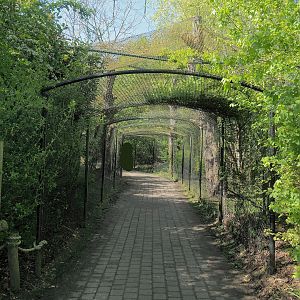 Snowy owl aviary with tunnel, 2023-04-30