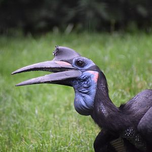 Abyssinian ground hornbill