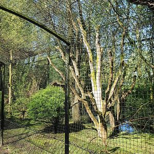 Snowy owl aviary, 2023-04-30