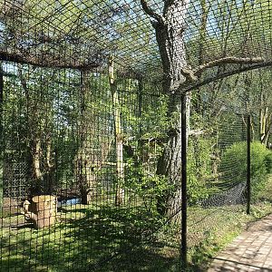 Snowy owl aviary, 2023-04-30