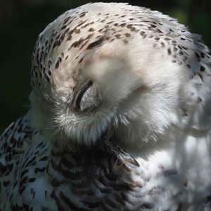 Snowy owl (Bubo scandiacus), 2023-04-30