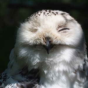 Snowy owl (Bubo scandiacus), 2023-04-30