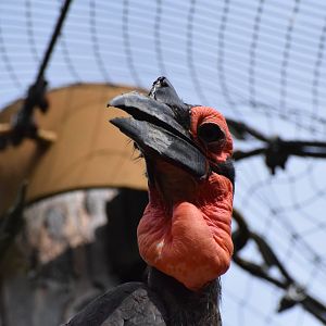 Southern ground hornbill
