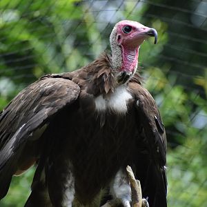 Hooded vulture