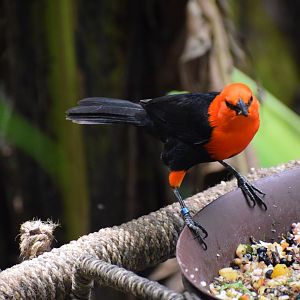 Scarlet-headed blackbird