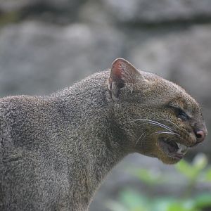 Jaguarundi - July 2021