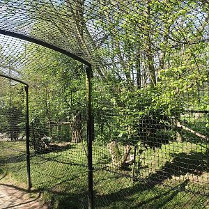 Eurasian eagle-owl aviary, 2023-04-30