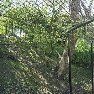 Eurasian eagle-owl aviary, 2023-04-30