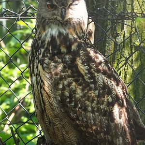 Eurasian eagle-owl (Bubo bubo bubo), 2023-04-30