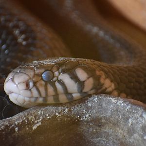 Forest cobra - July 2021